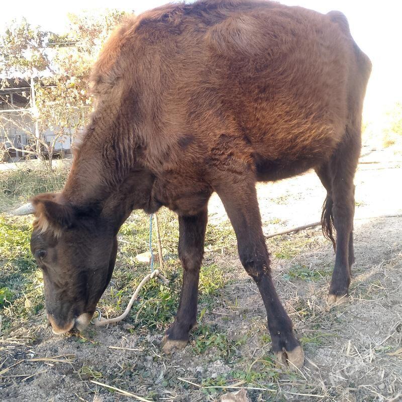 unajyn - Туркменабат - img 2