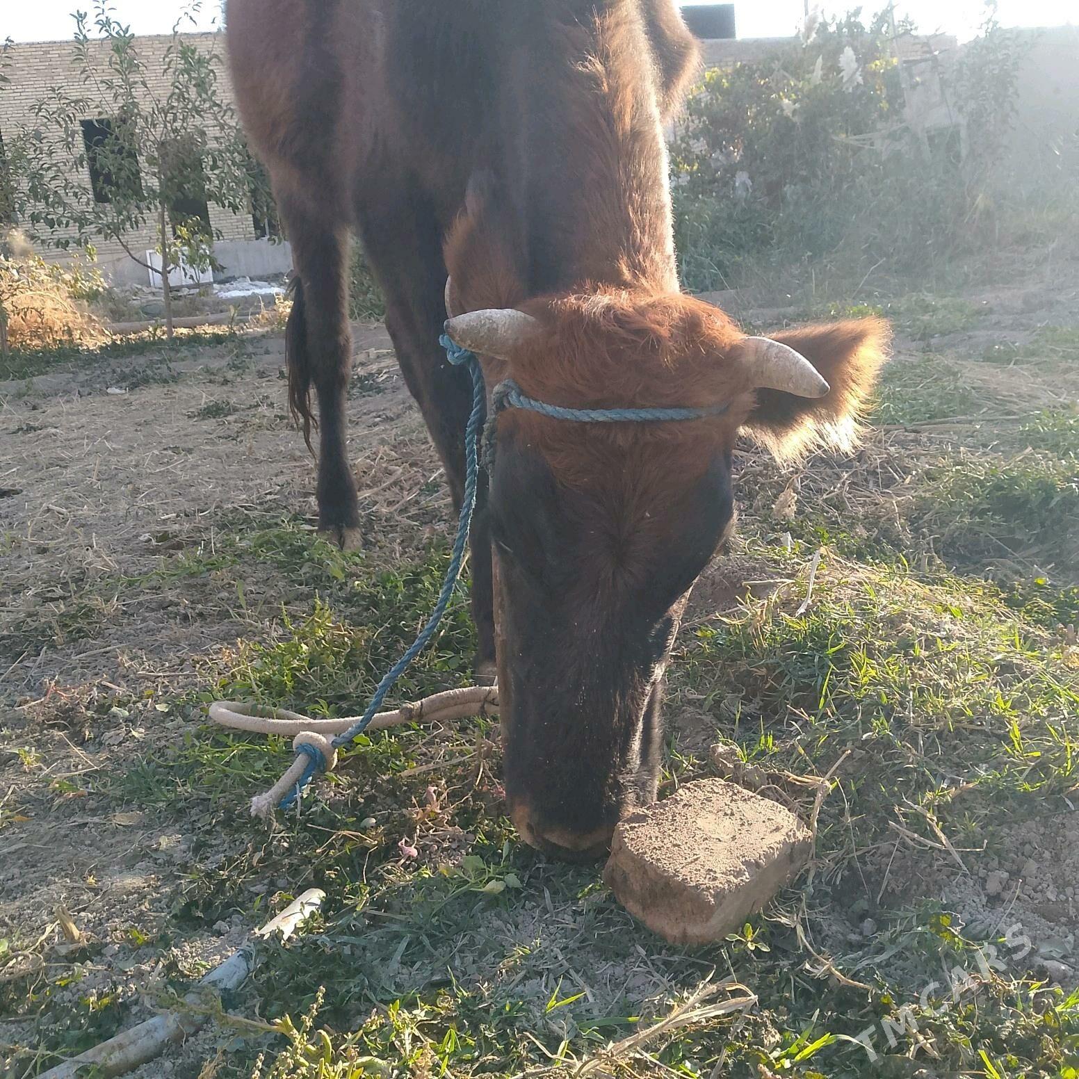 unajyn - Туркменабат - img 3