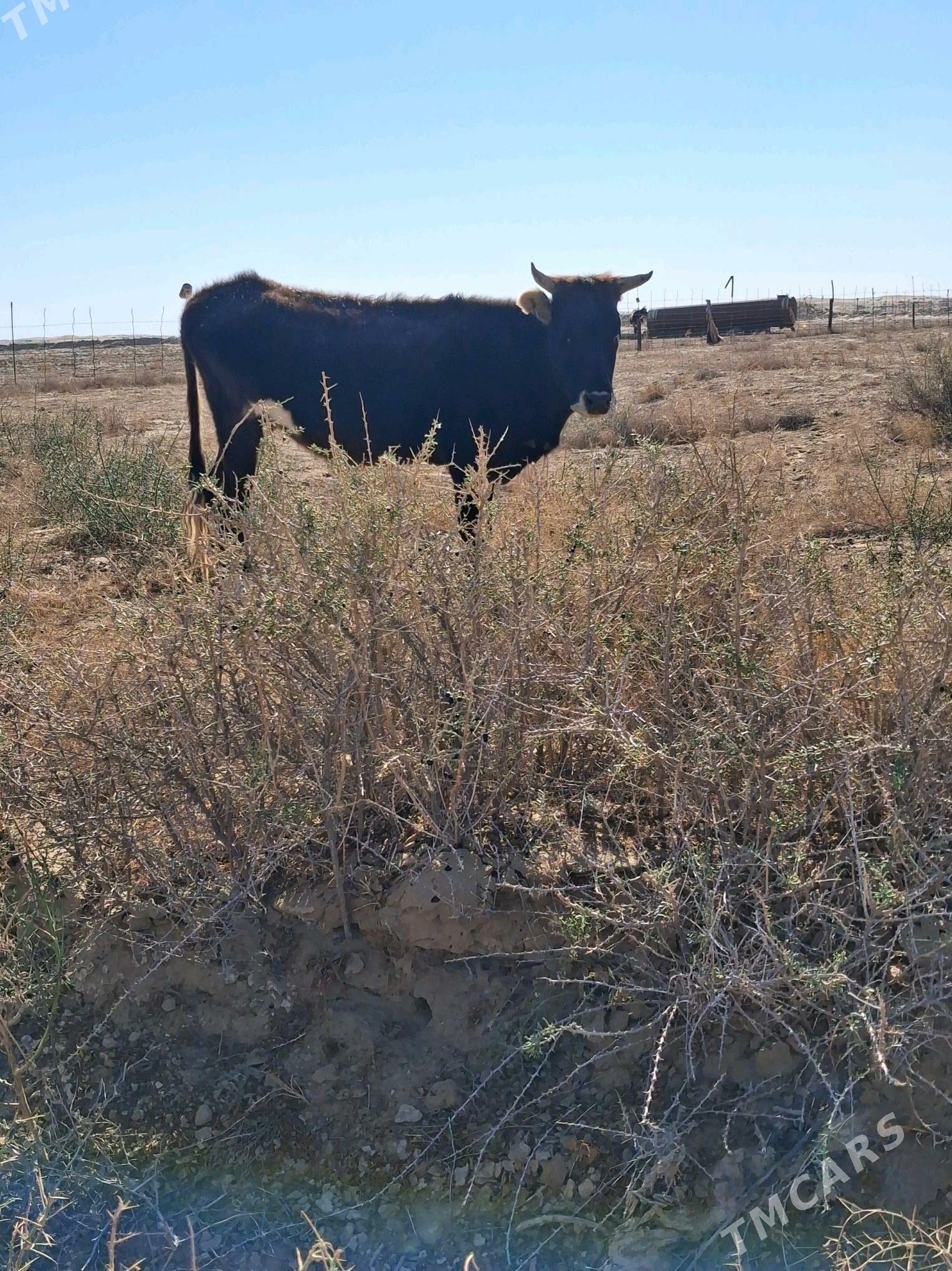 sygyr - Эсенгулы - img 3