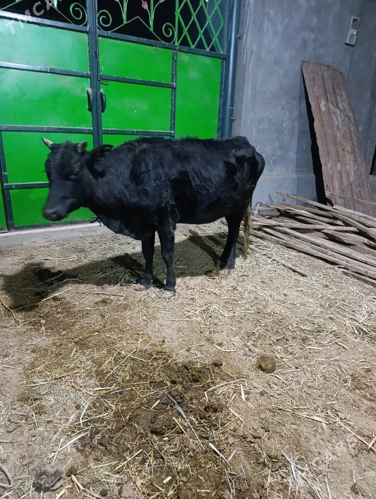 SYGYR - Mary - img 3