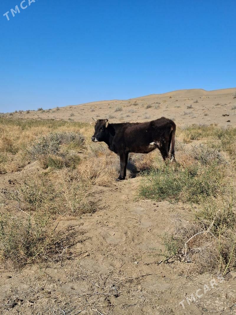 sygyr - Эсенгулы - img 4