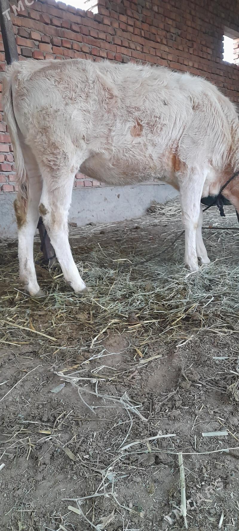 şwes tüwe - Bäherden - img 3