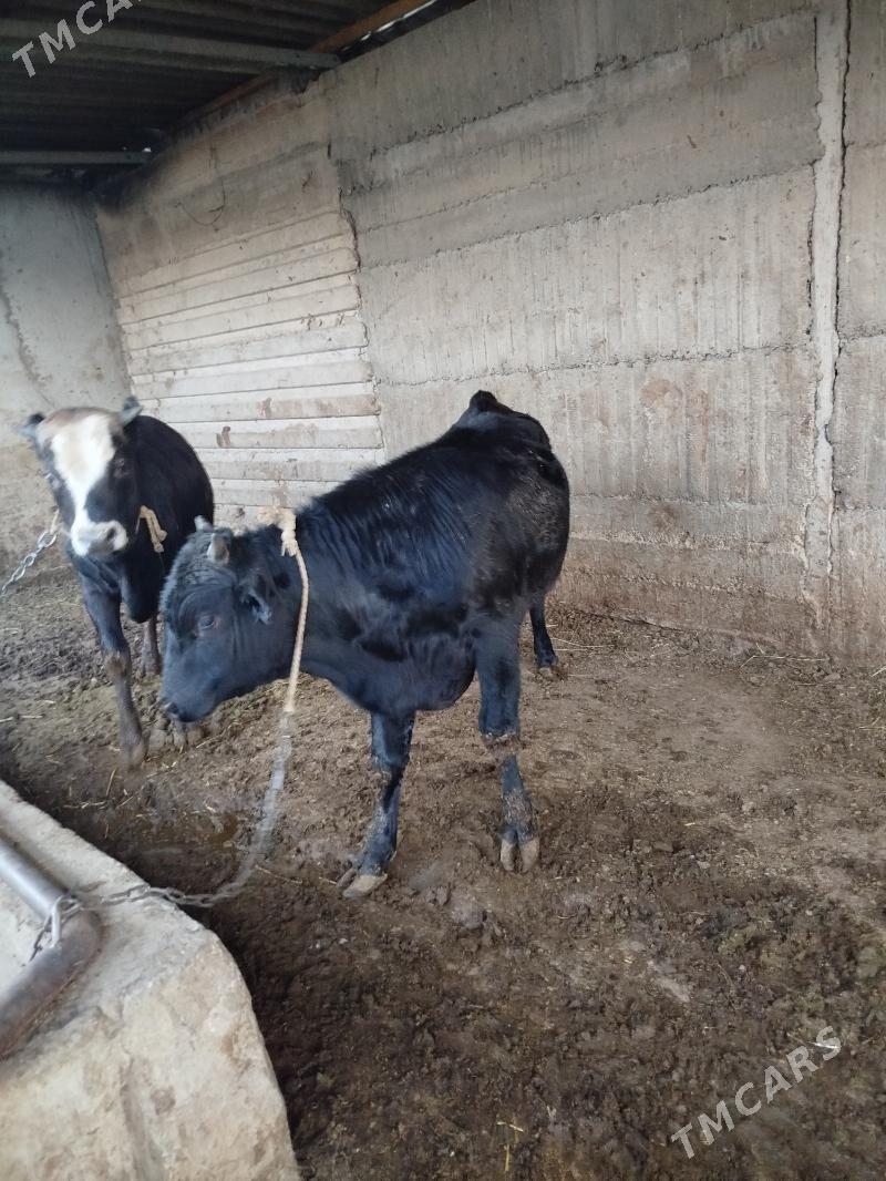 okuz - Ашхабад - img 3