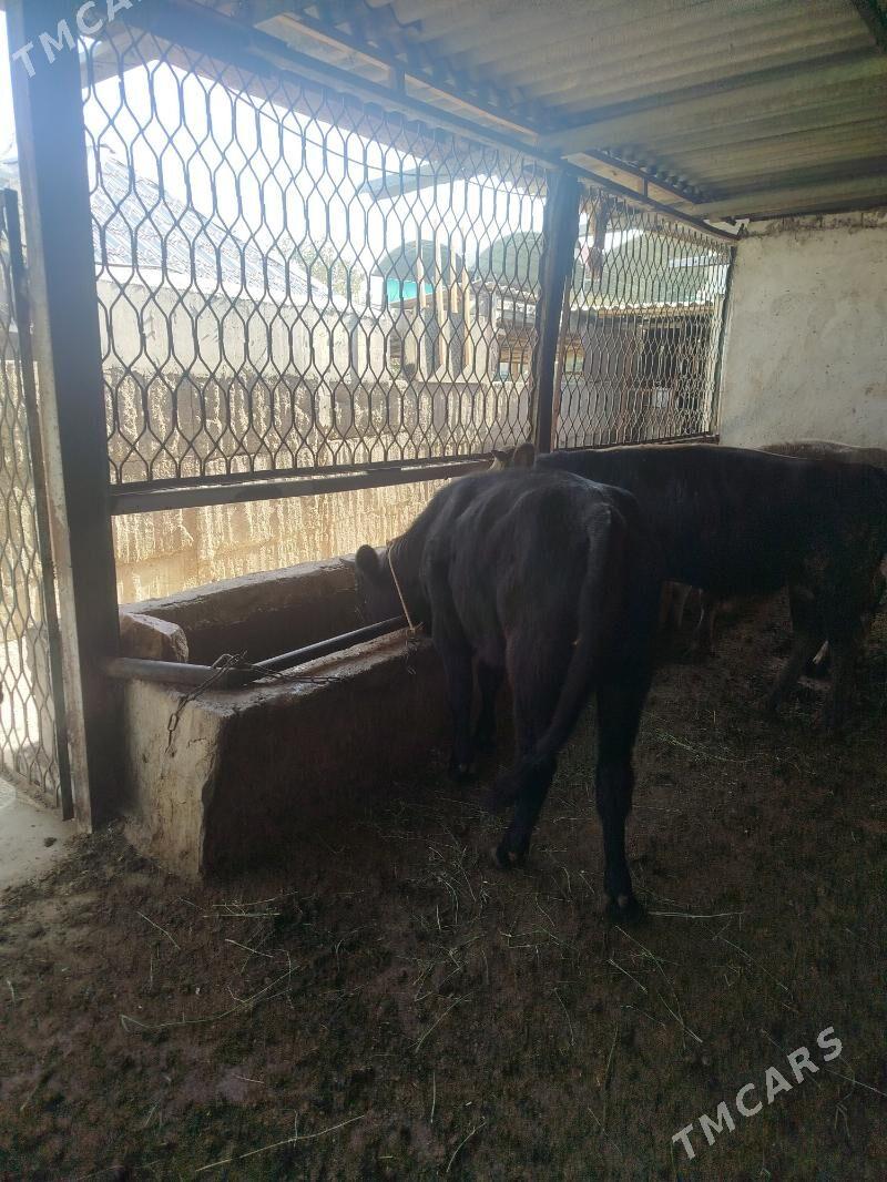 okuz - Ашхабад - img 1