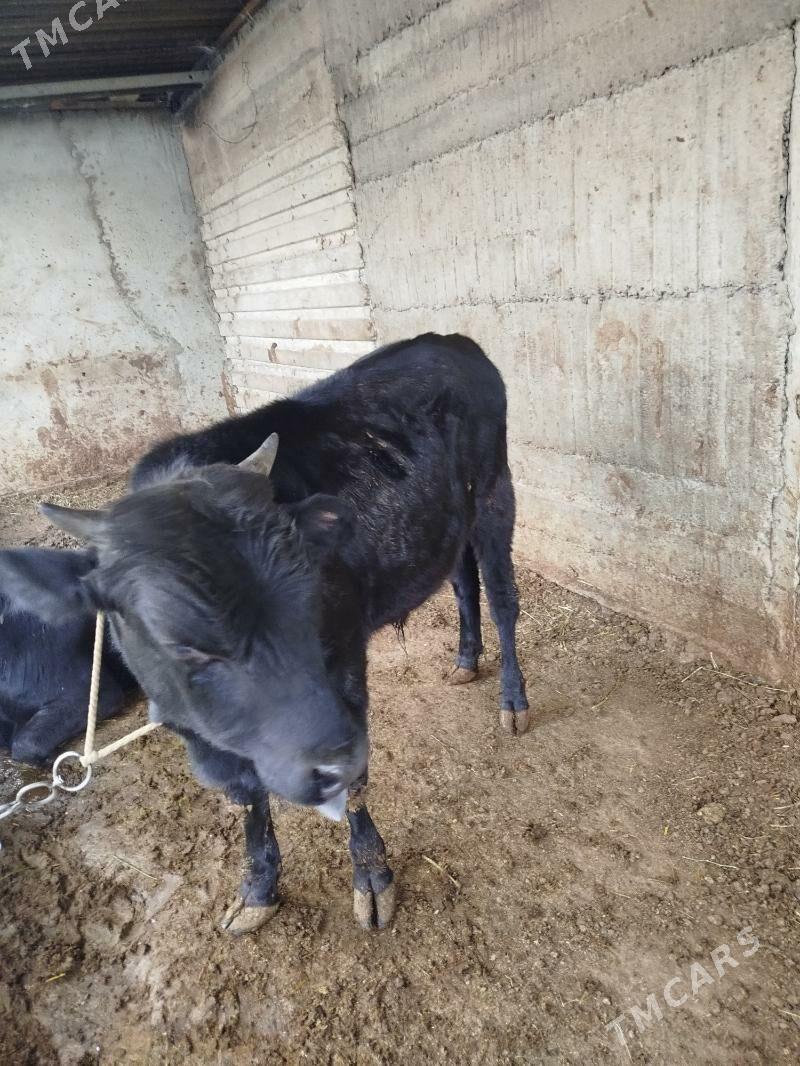 okuz - Ашхабад - img 2