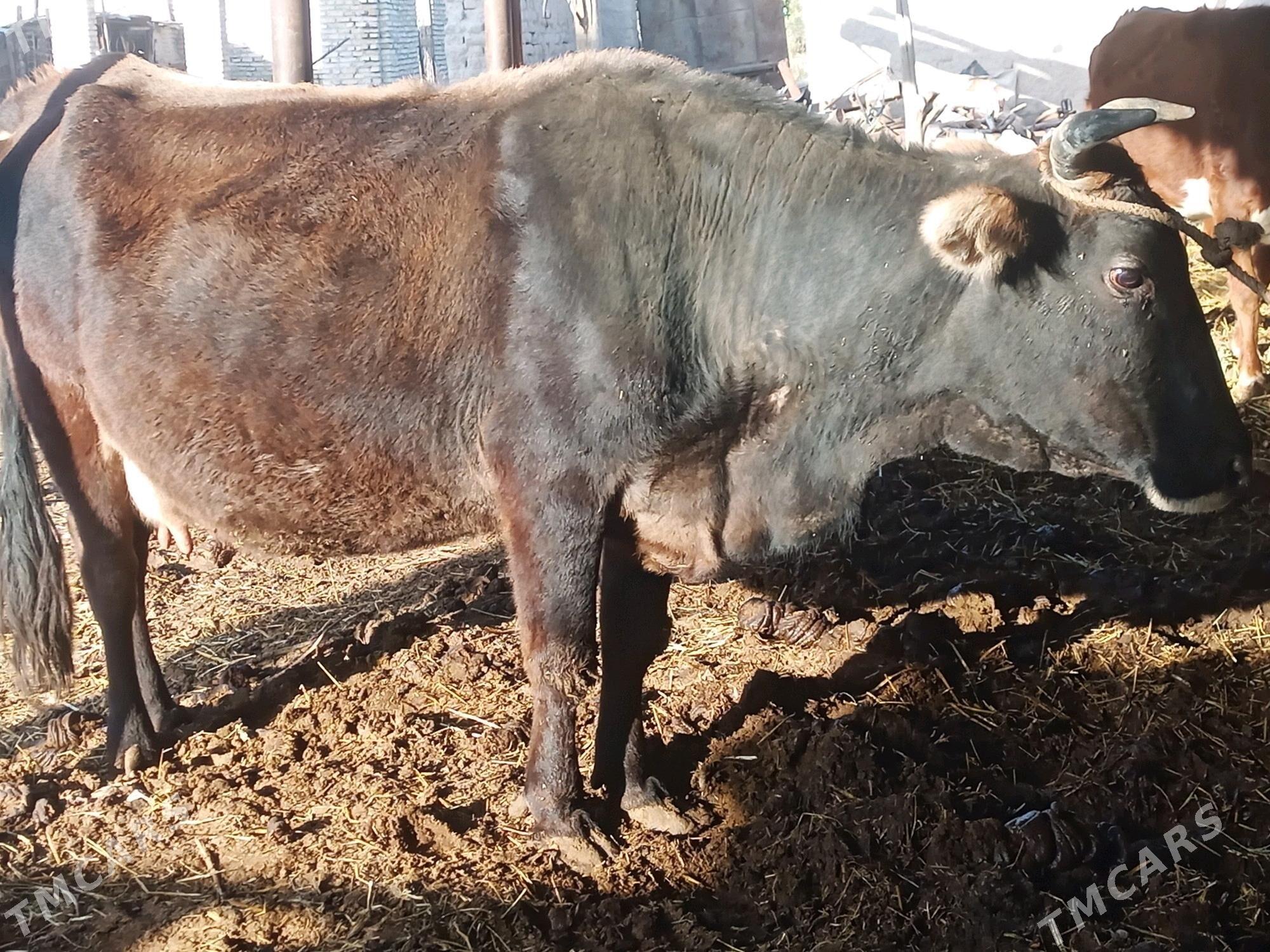 Хожекли сыгыр - Туркменабат - img 1