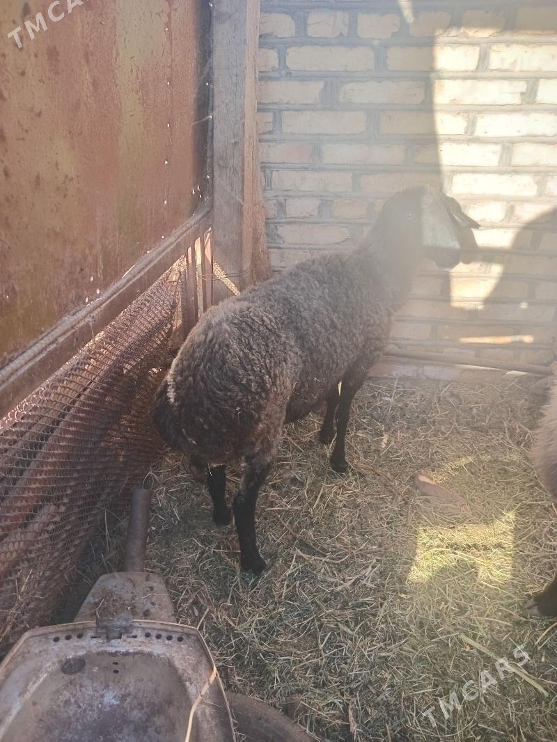 GOYYN - Mary - img 5