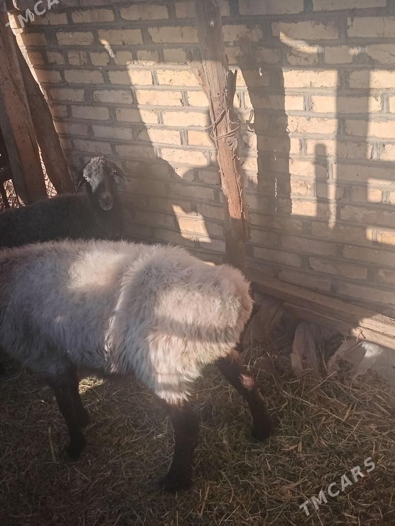 GOYYN - Mary - img 4