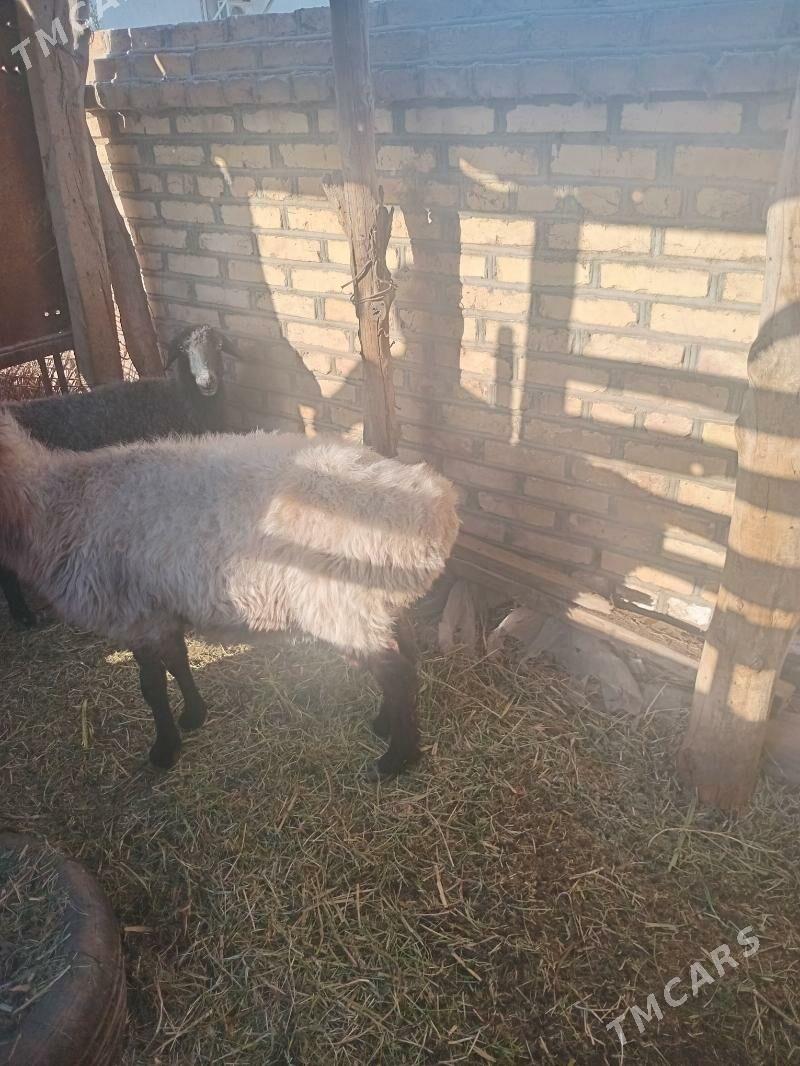 GOYYN - Mary - img 2