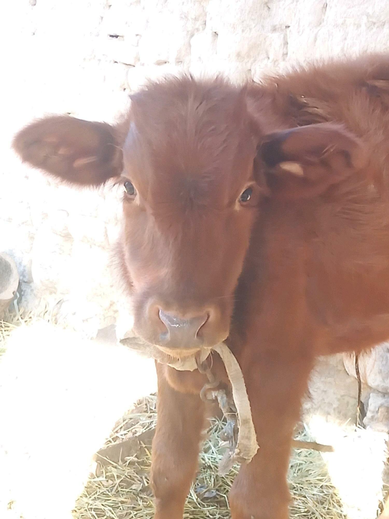 Хожекли сыгыр - Туркменабат - img 3