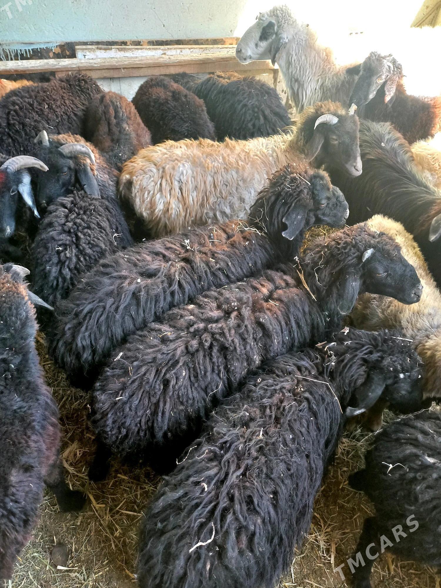 Tokly - Хитровка - img 4