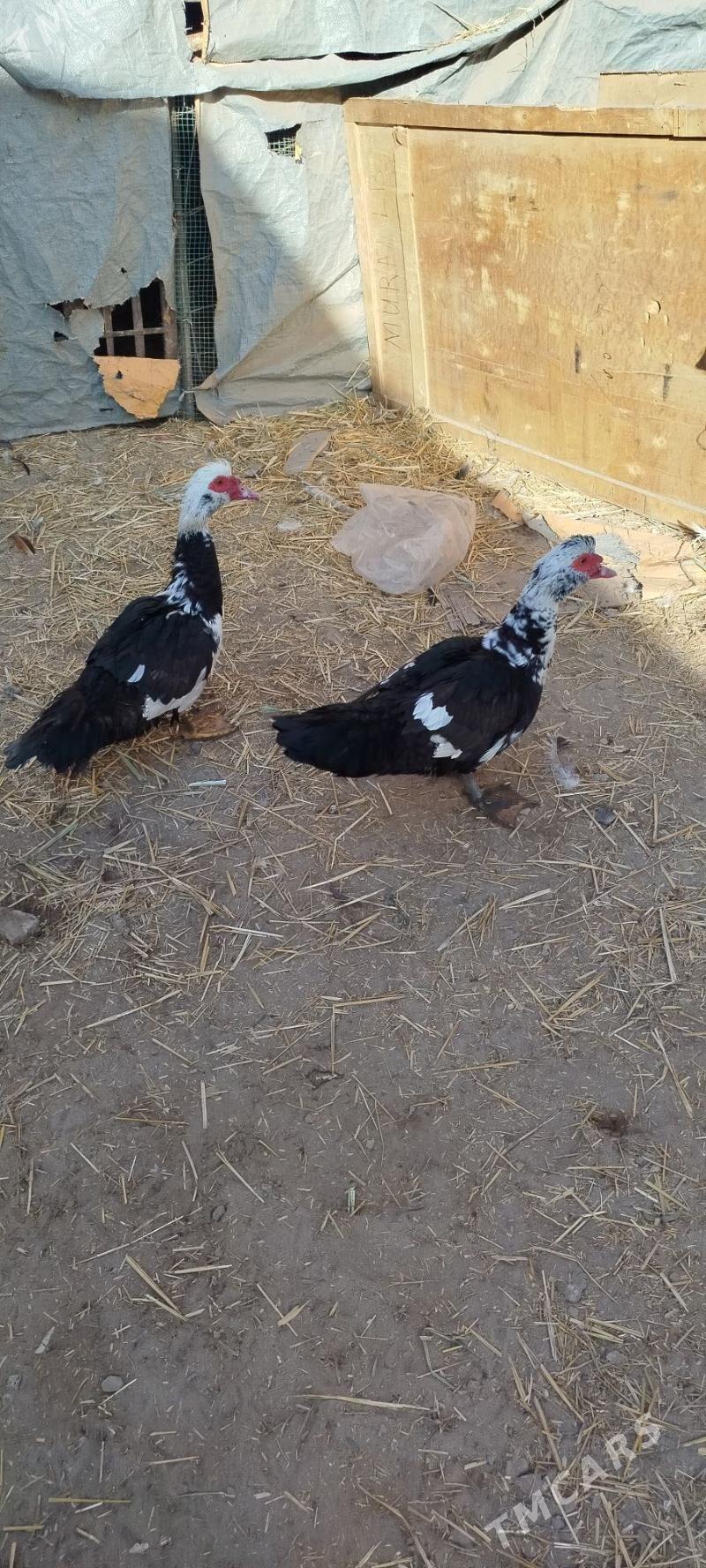 Muskus - Çärjew - img 1