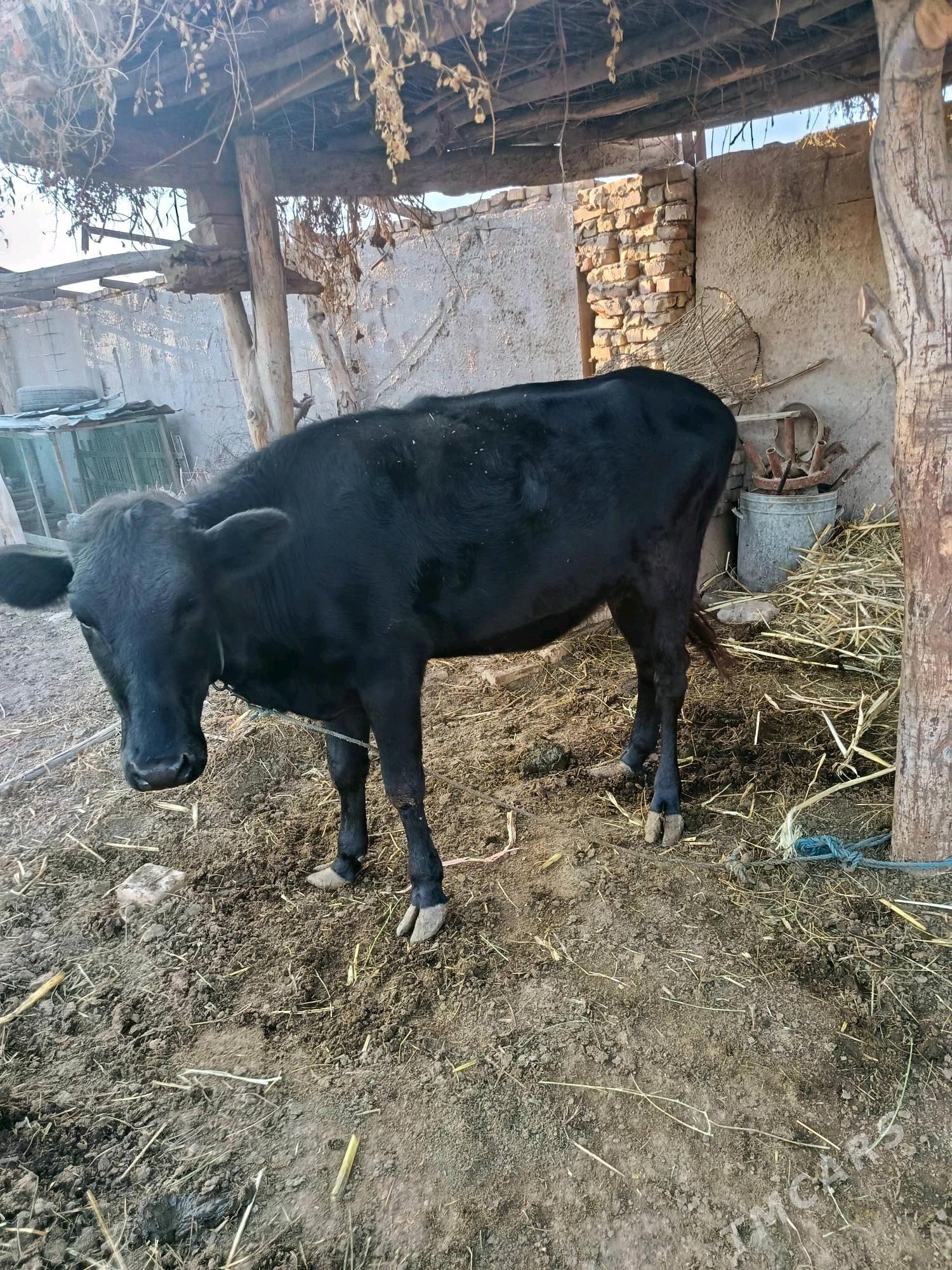 unajyn - Чарджоу - img 3