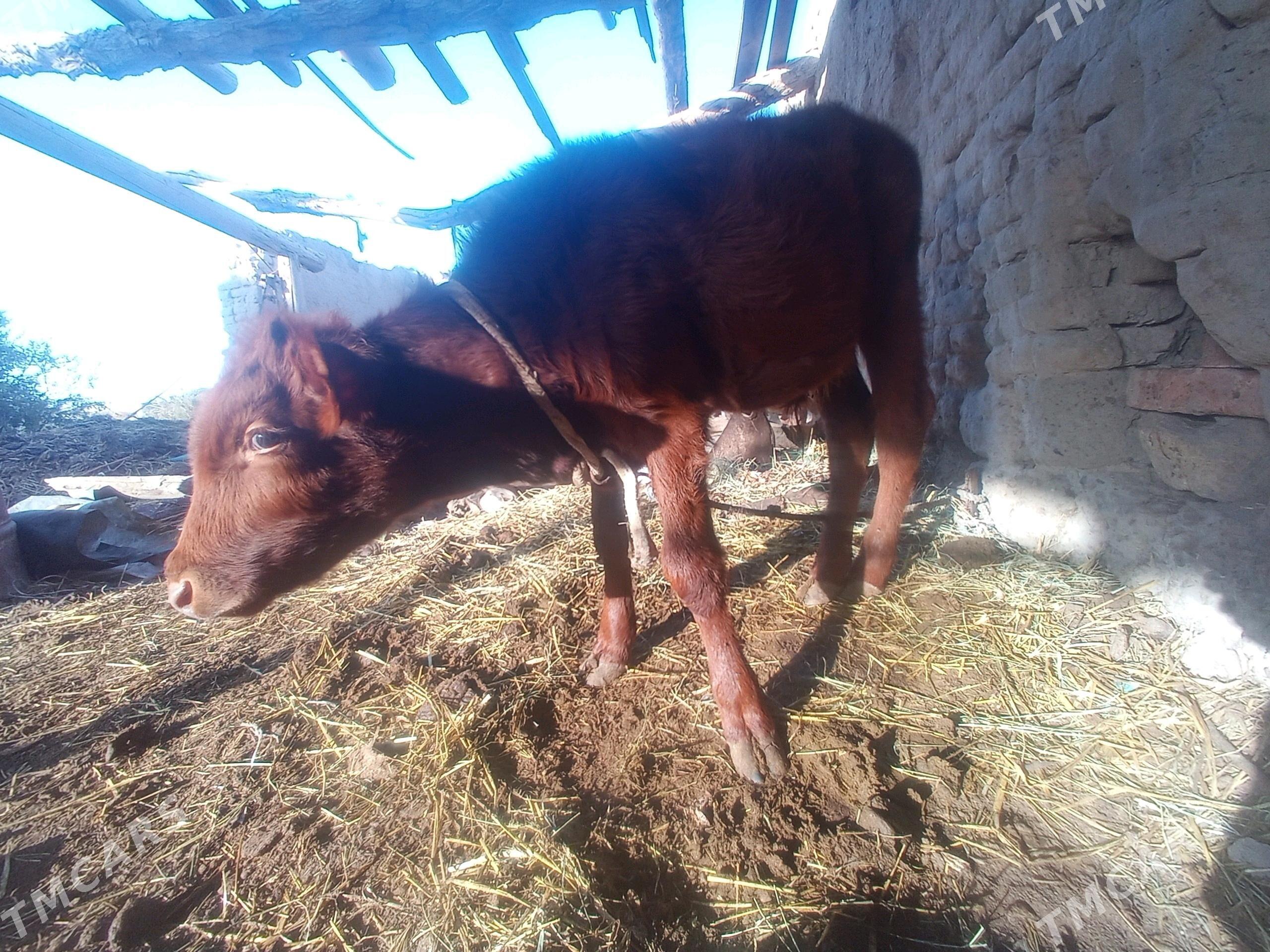 Хожекли сыгыр - Туркменабат - img 4