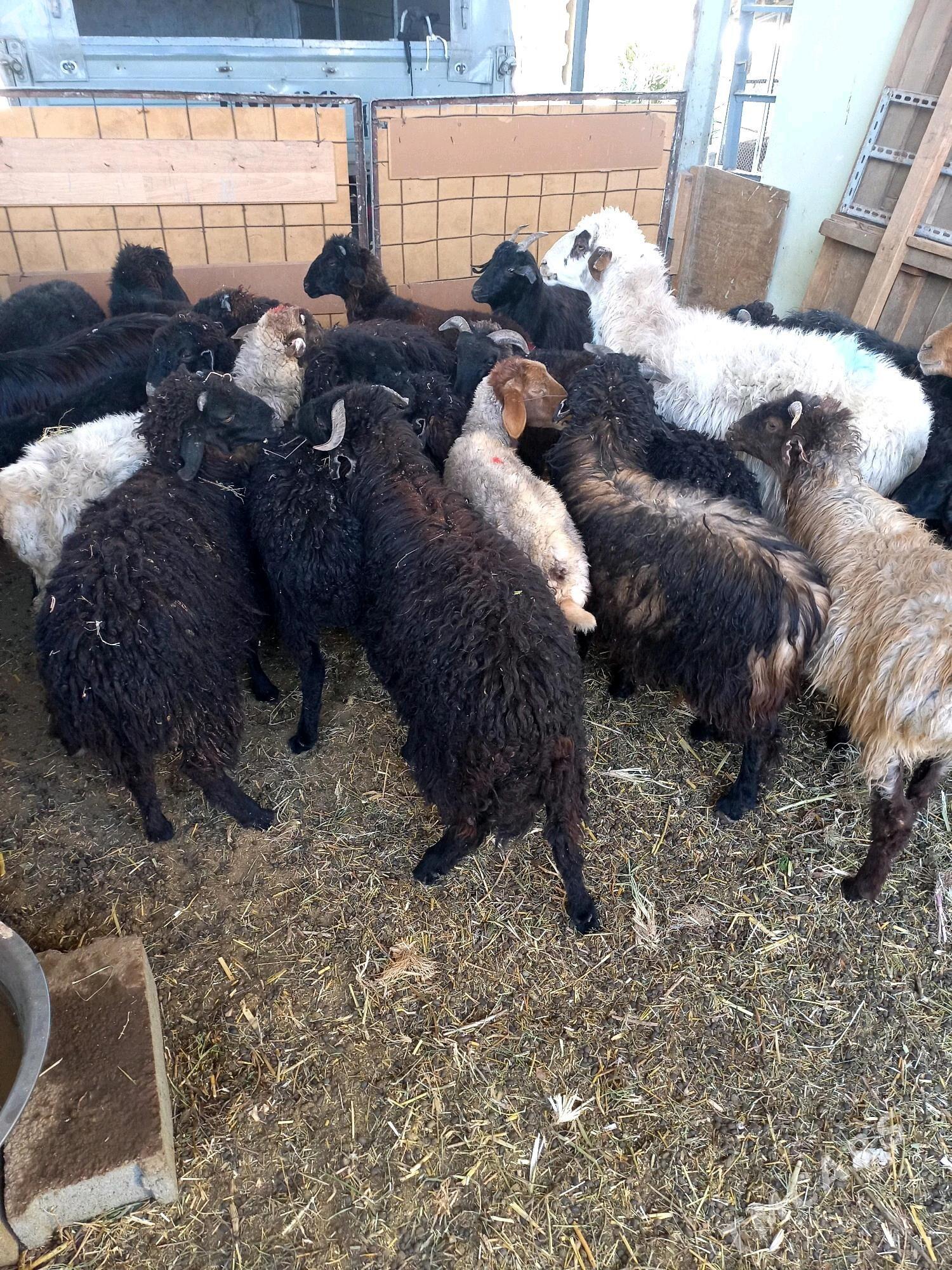 Tokly - Хитровка - img 3