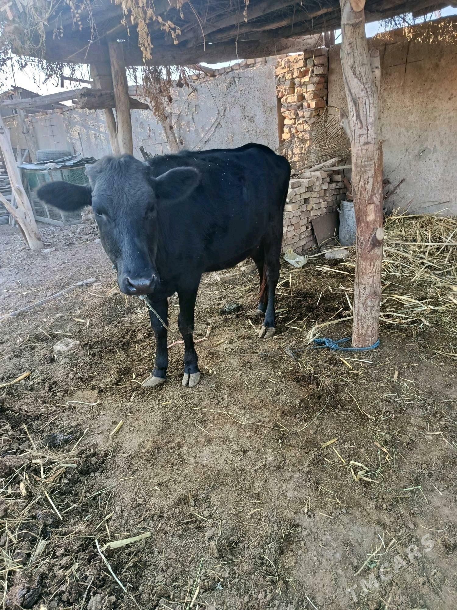 unajyn - Чарджоу - img 2