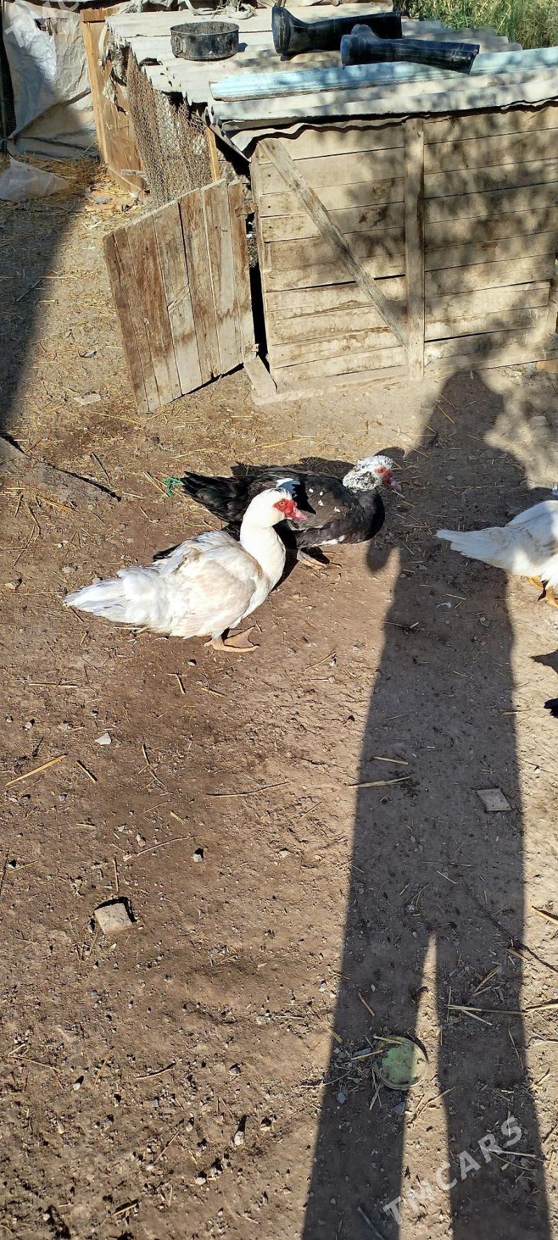 Muskus - Çärjew - img 2