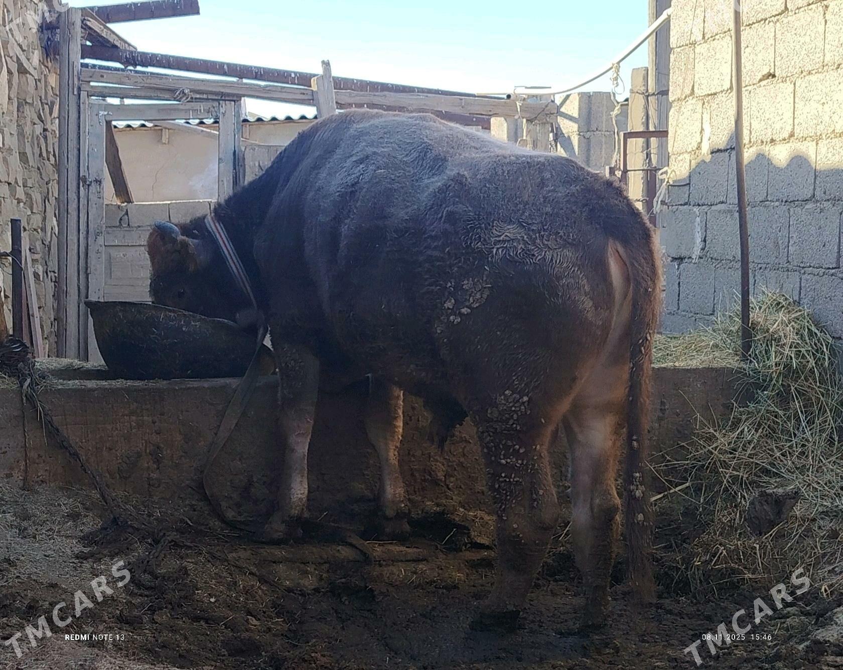 öküz - Гызыларбат - img 4