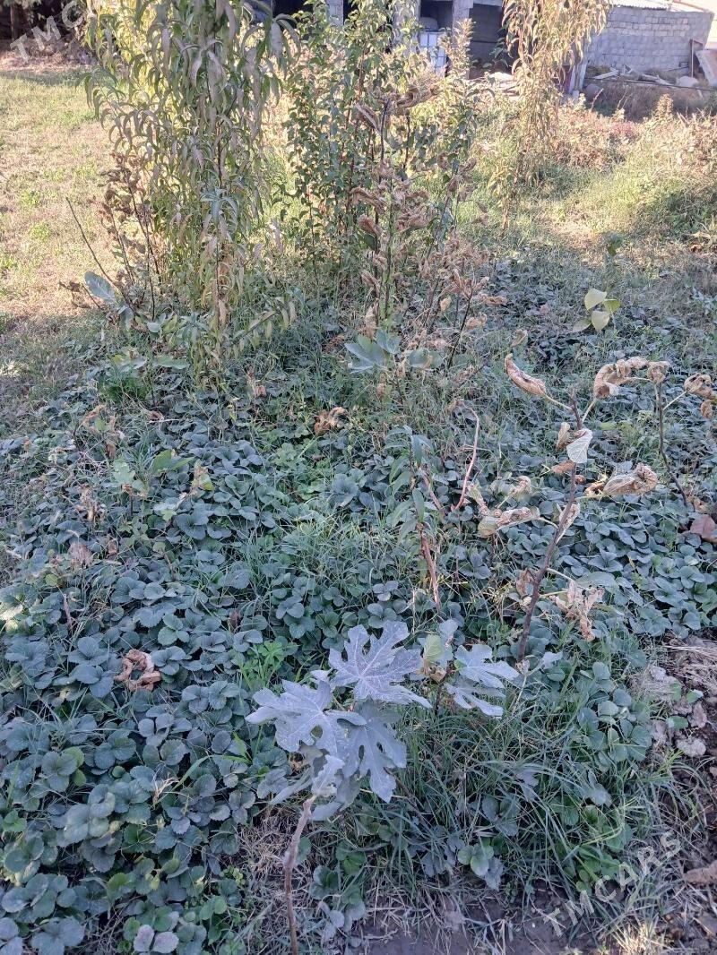 Klubnika - Багир - img 2