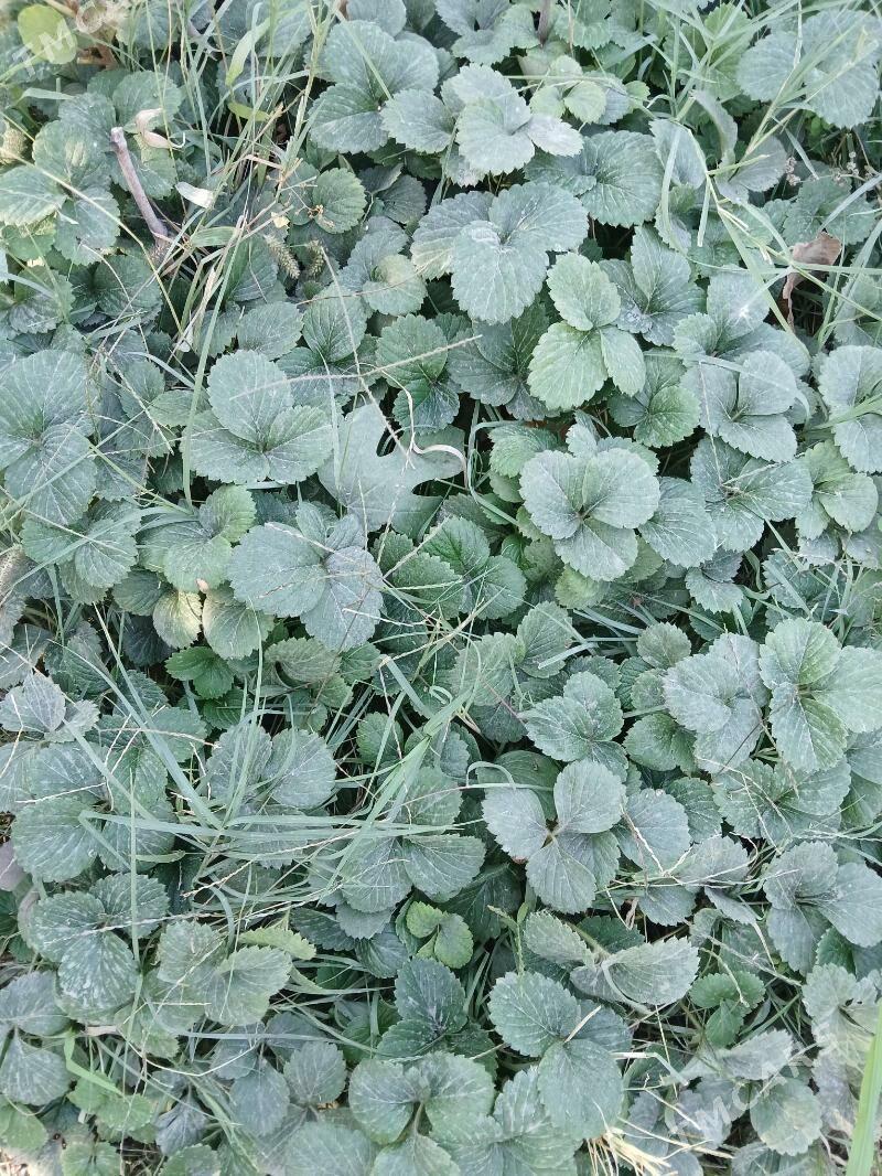 Klubnika - Багир - img 1