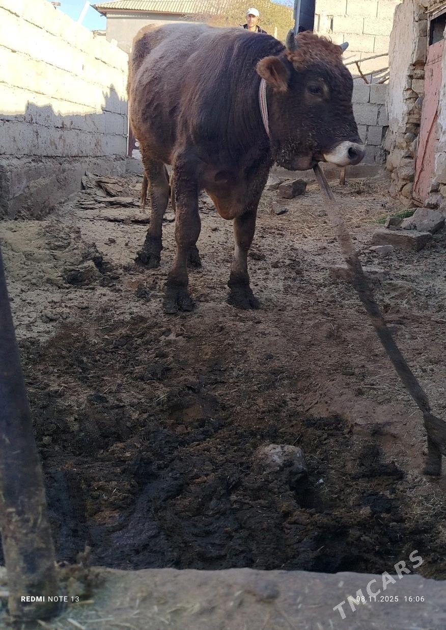 öküz - Гызыларбат - img 1