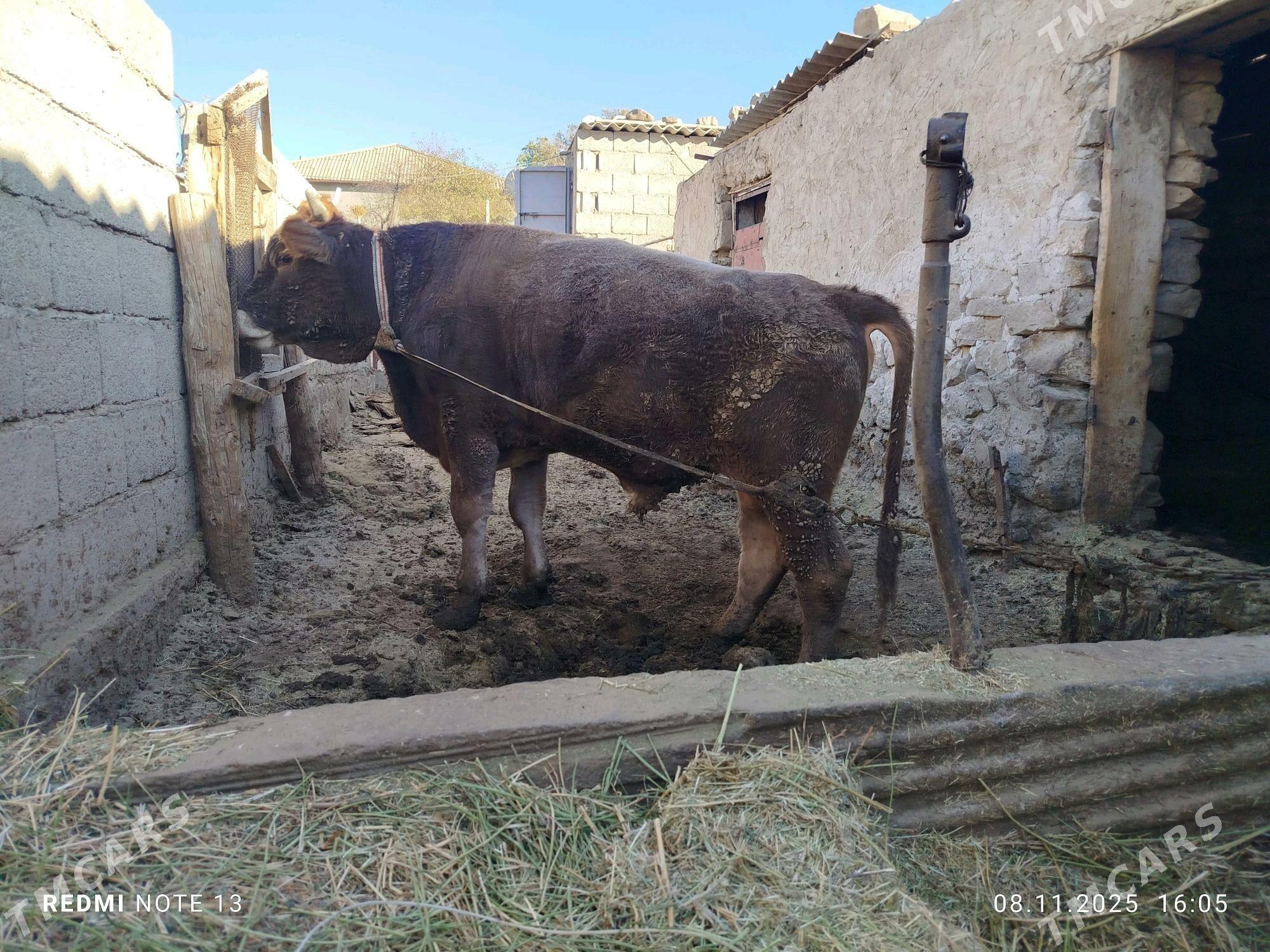 öküz - Гызыларбат - img 3