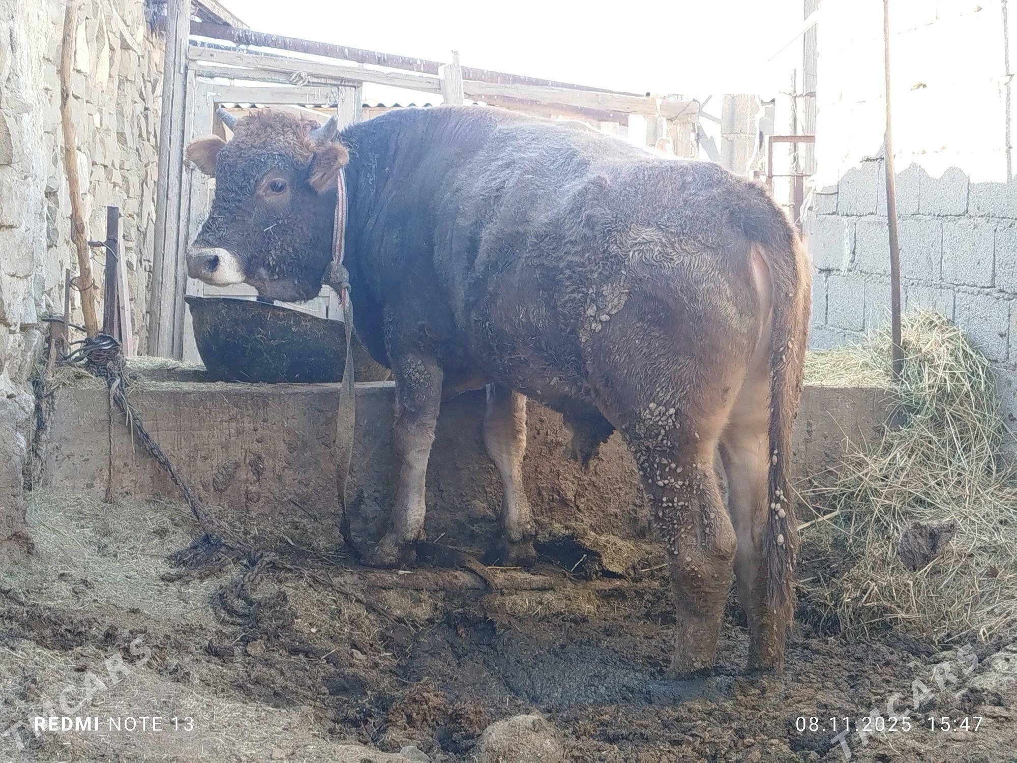 öküz - Гызыларбат - img 5