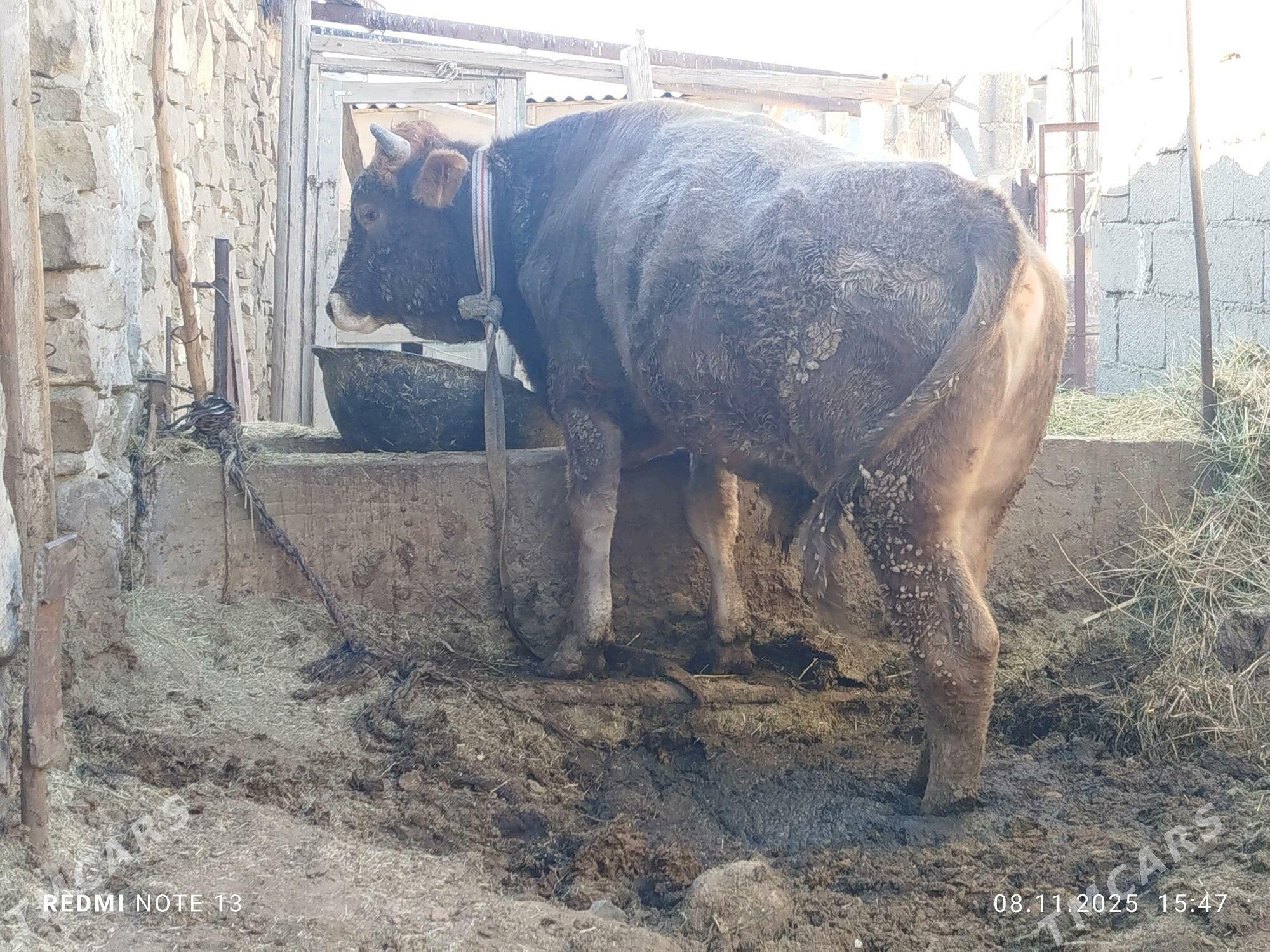 öküz - Гызыларбат - img 6