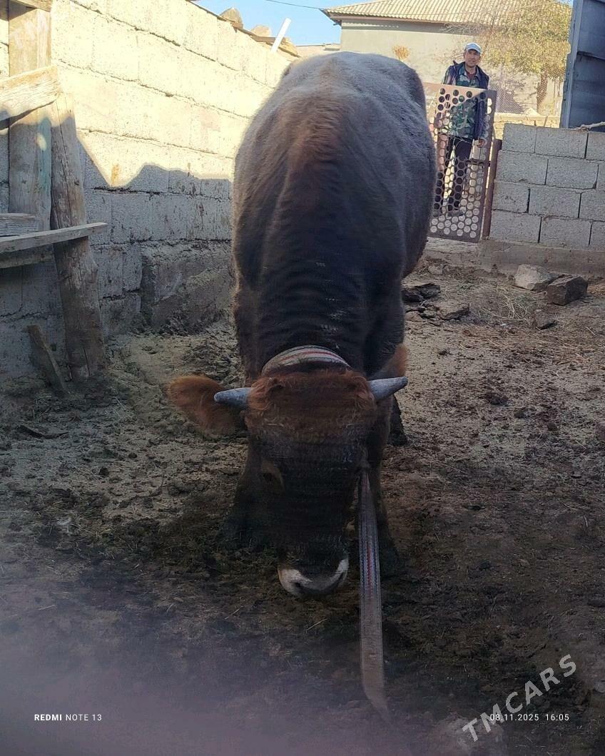 öküz - Гызыларбат - img 2