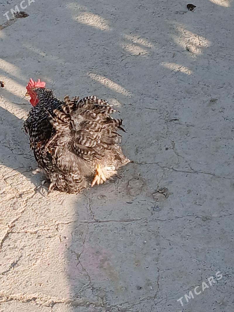 Kohin karlik horoz - Gökdepe - img 1