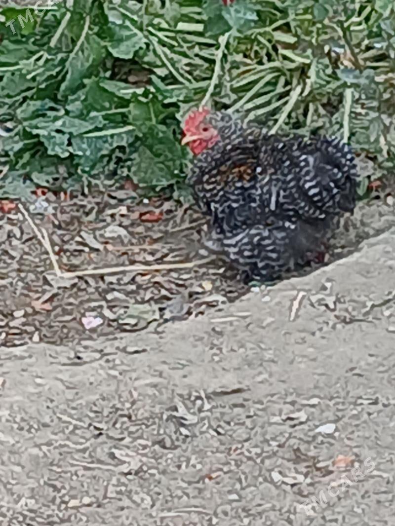 Kohin karlik horoz - Gökdepe - img 3