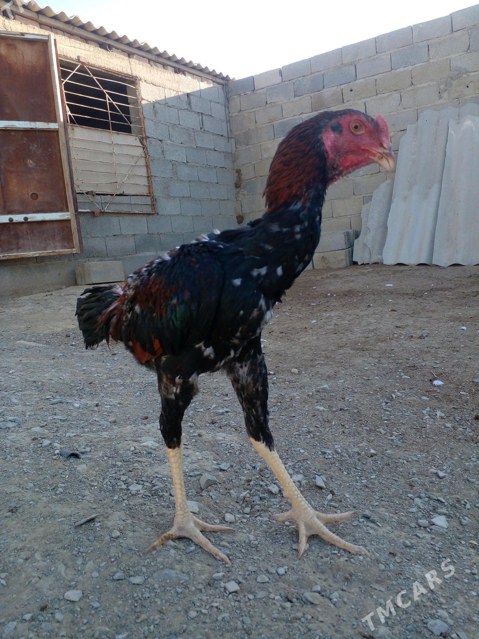 Хораз - Бахарден - img 2