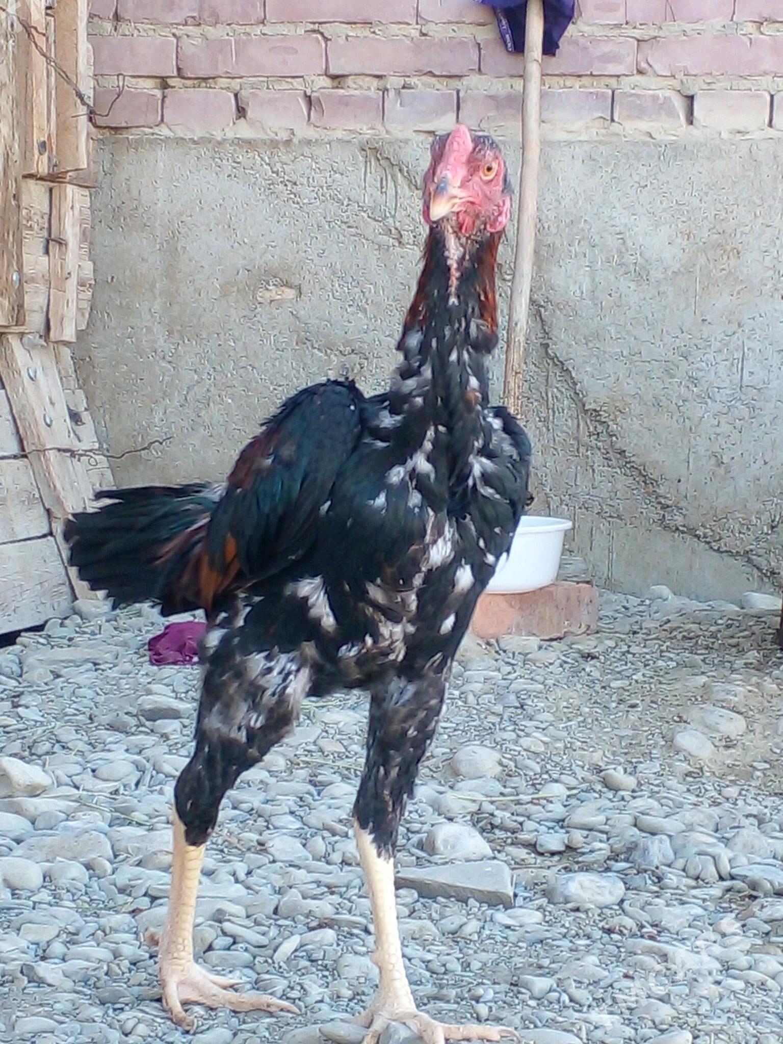 Хораз - Бахарден - img 1