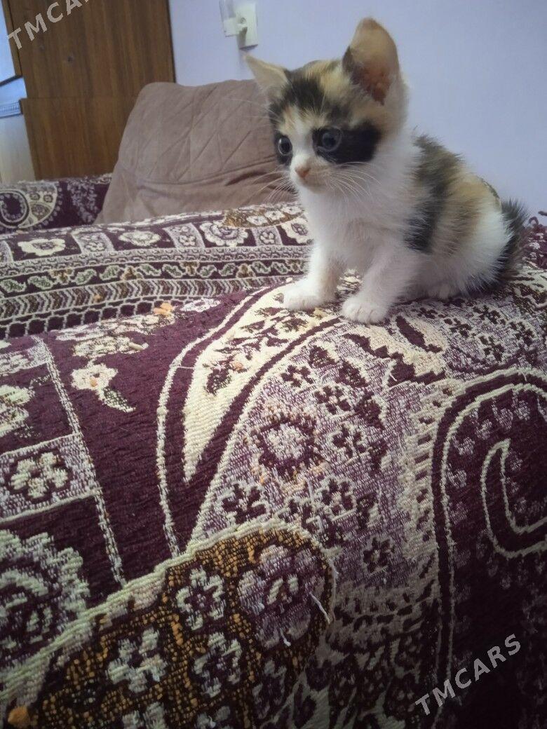 котята - Туркменабат - img 2