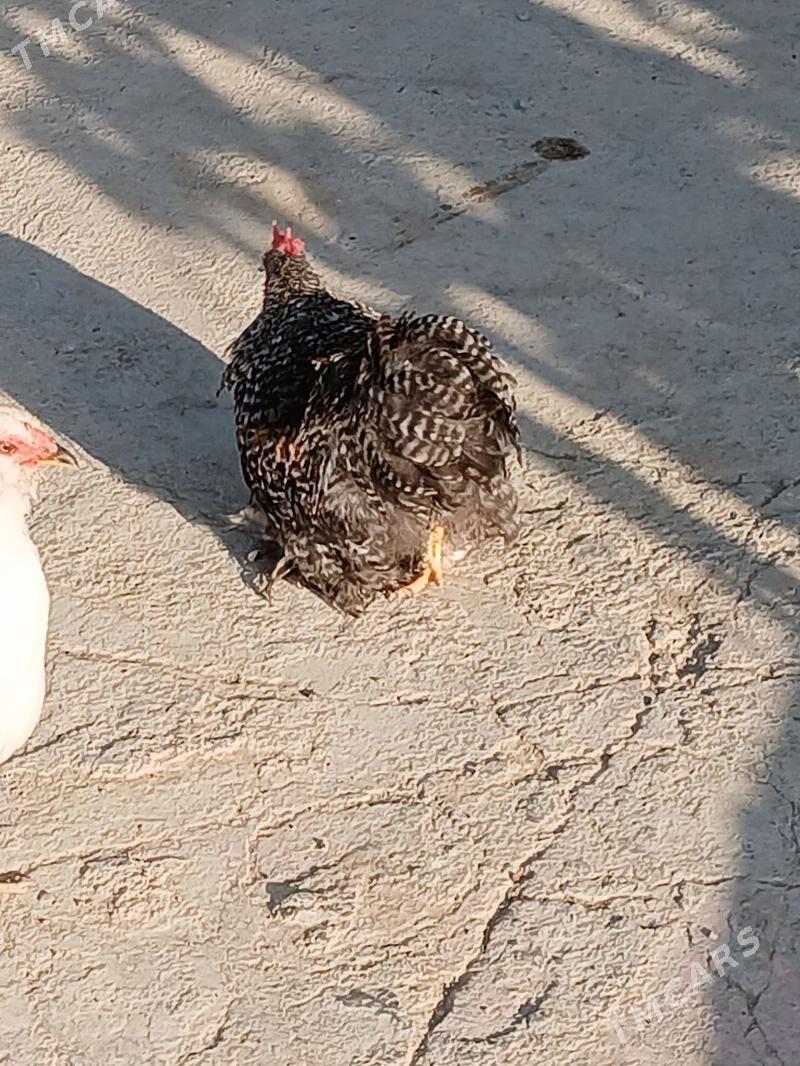 Kohin karlik horoz - Gökdepe - img 2