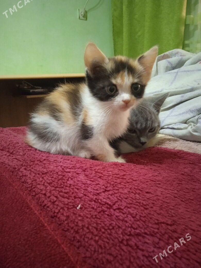 котята - Туркменабат - img 7