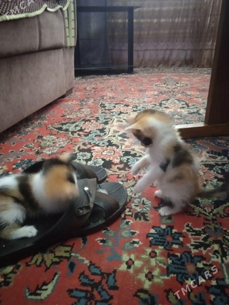 котята - Туркменабат - img 6