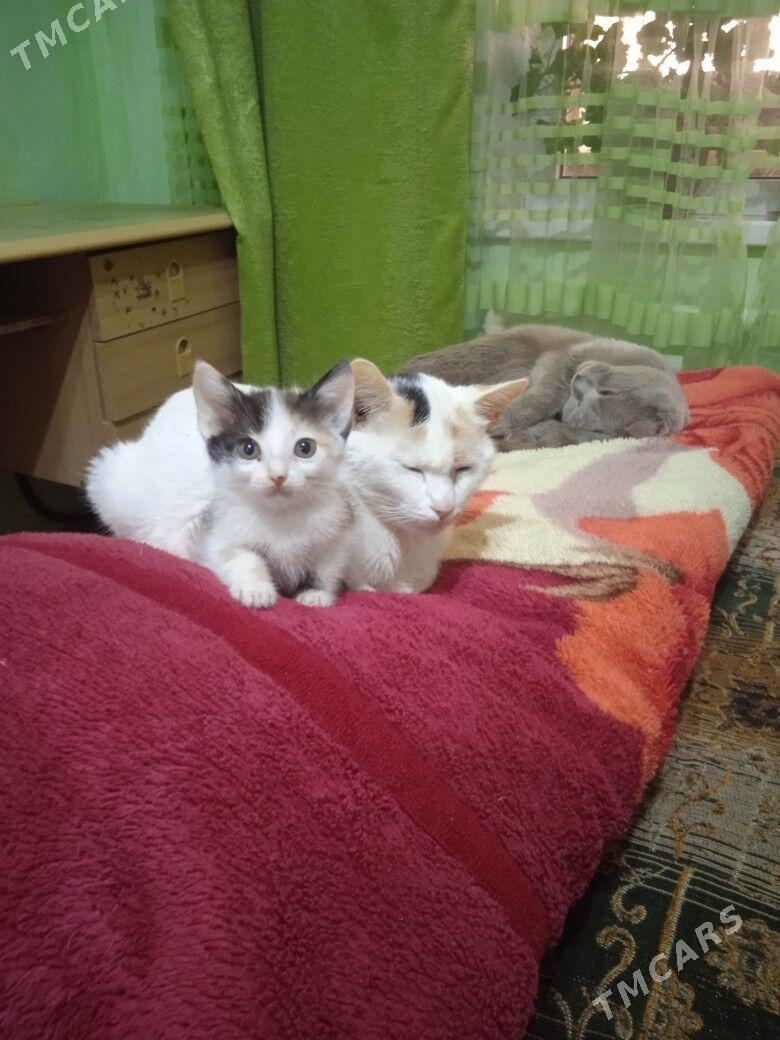 котята - Туркменабат - img 8