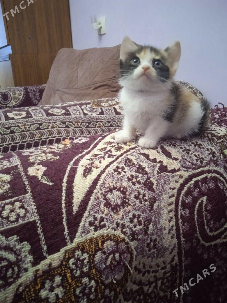 котята - Туркменабат - img 3