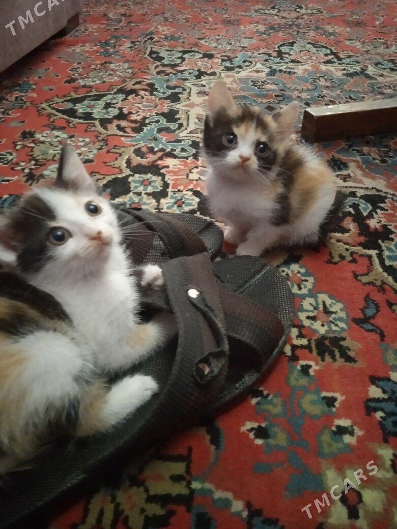 котята - Туркменабат - img 4