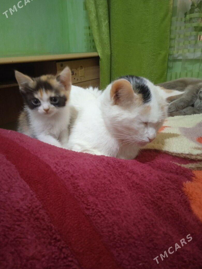 котята - Туркменабат - img 5