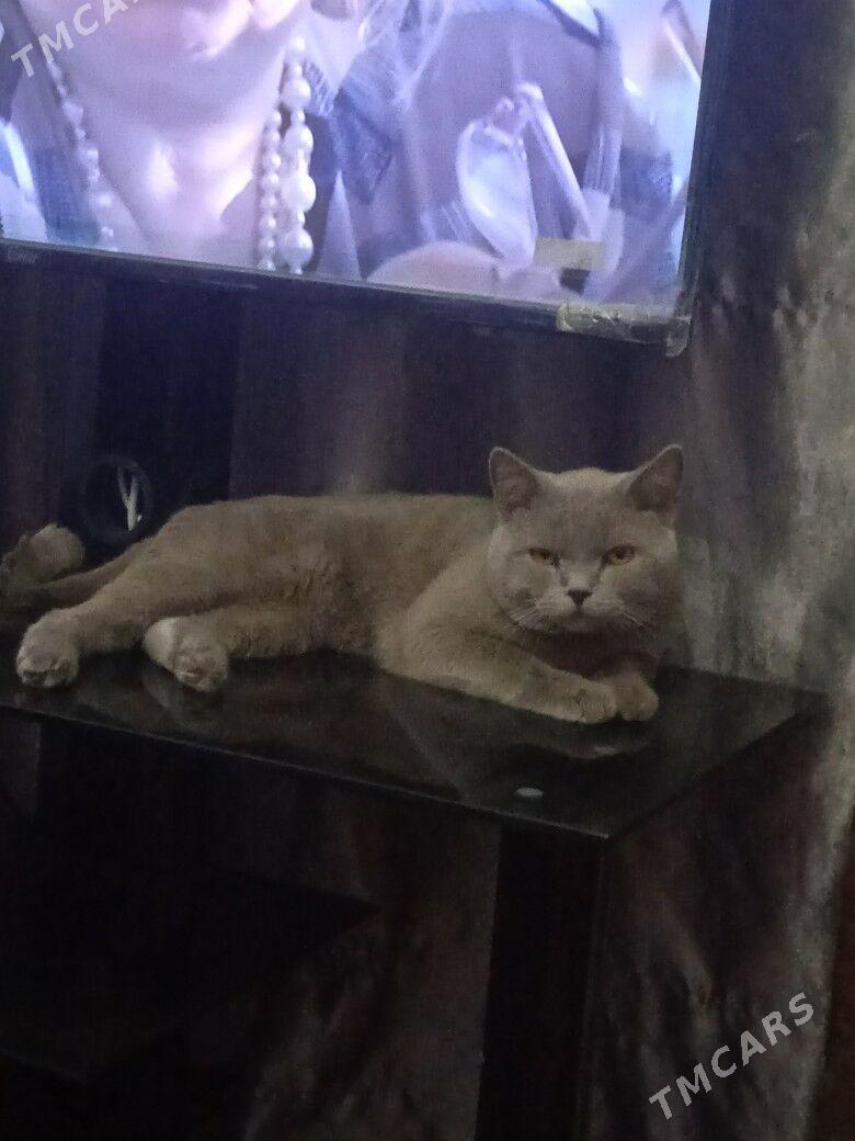 котята - Туркменабат - img 9