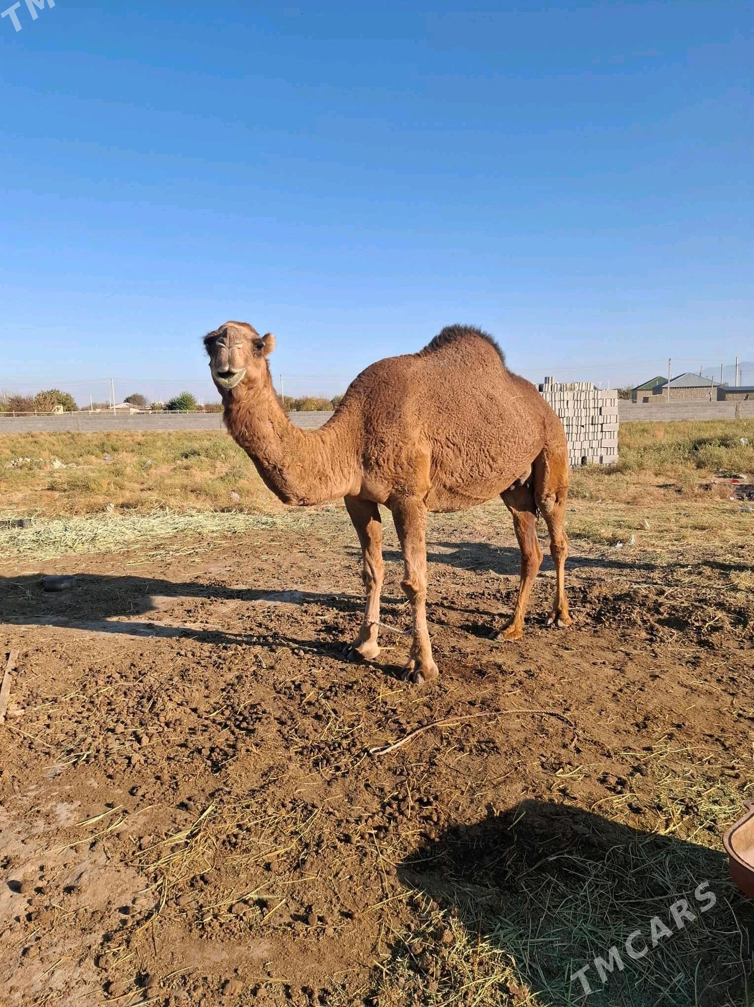 Köşekli dûýe - Bäherden - img 1