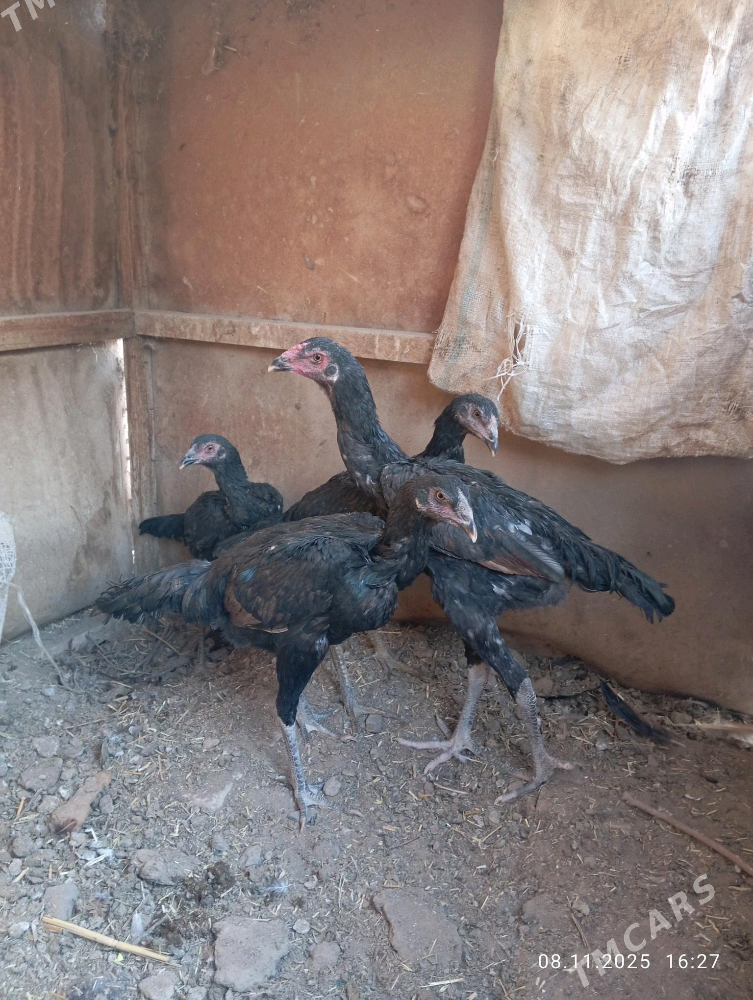 TASGENT HORAZ - Murgap - img 3