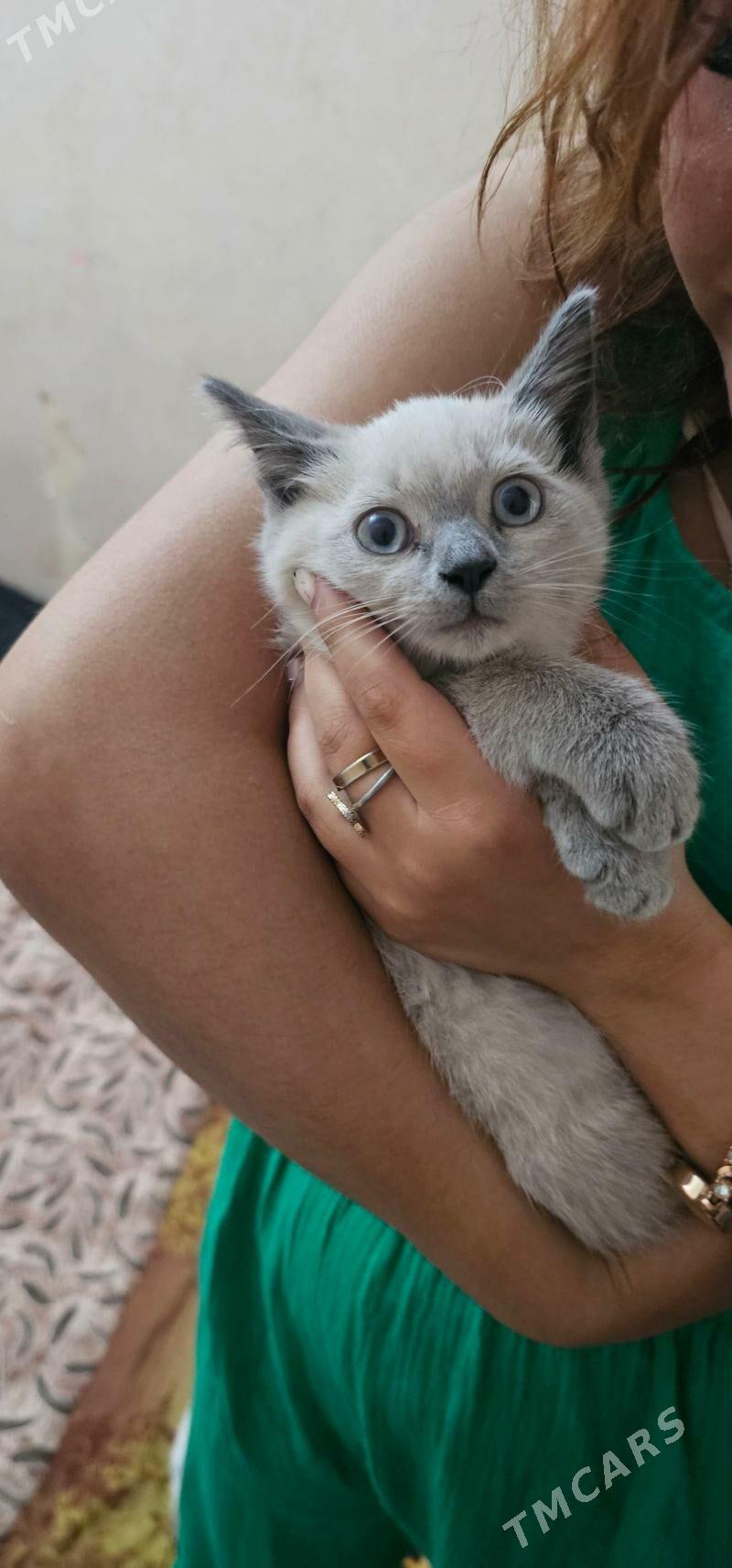 pisik siamski - Aşgabat - img 3