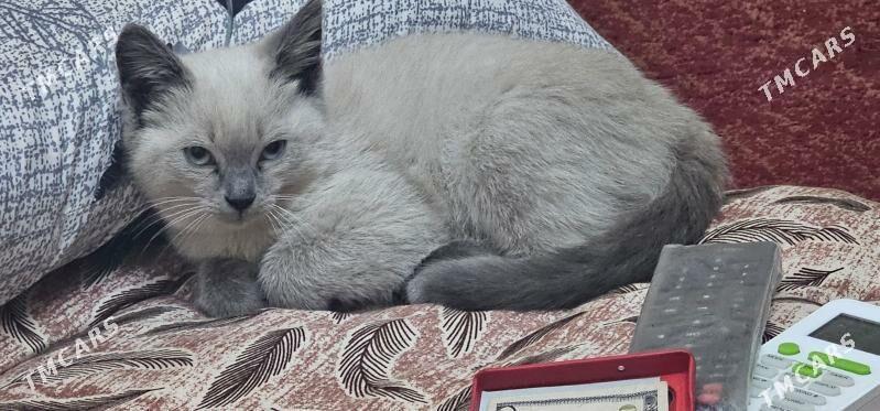 pisik siamski - Aşgabat - img 2