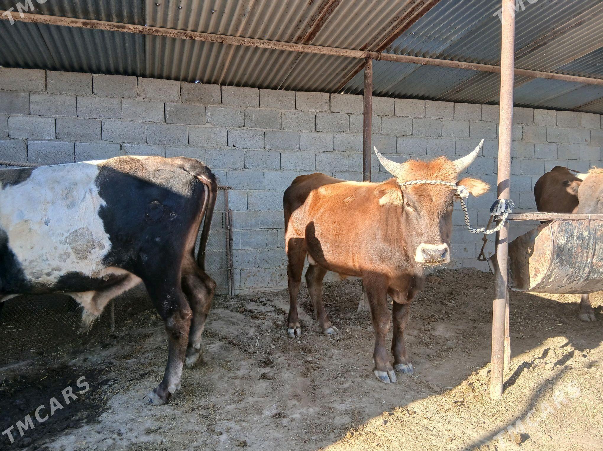 okuz - Этрек - img 3