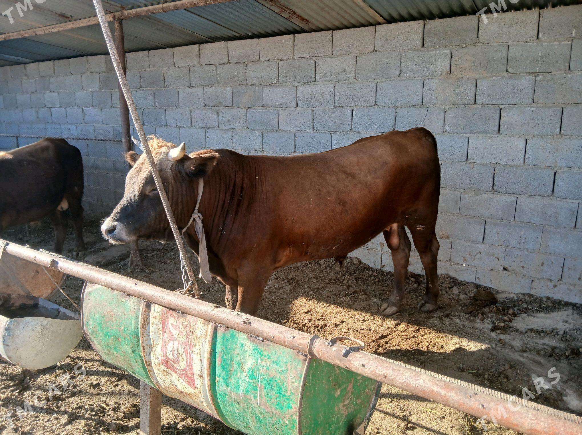 okuz - Этрек - img 2