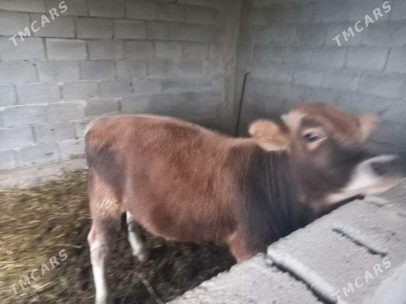 öküzçe - Гёкдепе - img 2