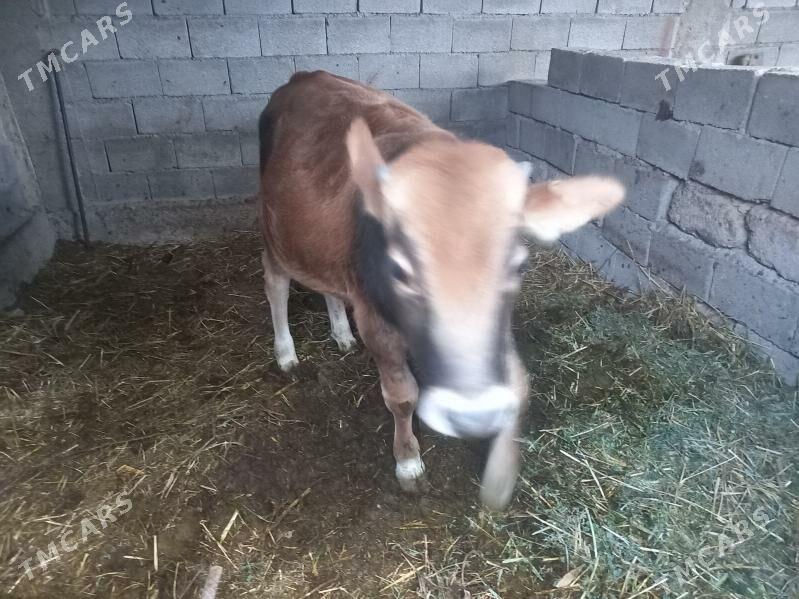 öküzçe - Гёкдепе - img 1